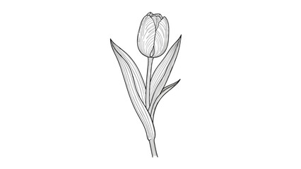 Obraz premium Delicate black and white botanical sketch of a single tulip flower on its stem with long narrow leaves on a white background.