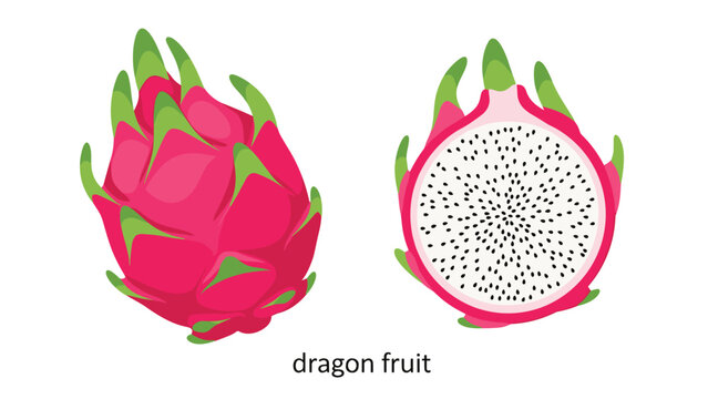 Detailed illustration of two dragon fruits with one shown as whole and the other cut in half to reveal white speckled flesh.