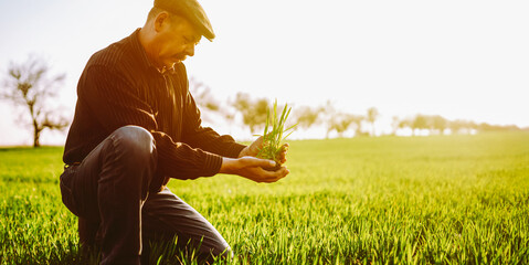 Close-up of a farmer holding young seedlings. An experienced agronomist checks the quality before...