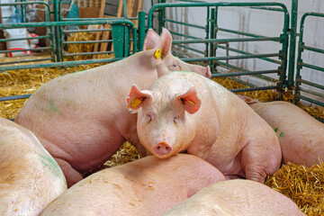 Big Pigs Keeping Warm Together Sleeping in Enclosure at Animal Farm