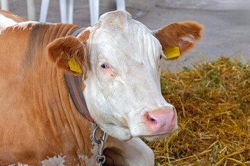 One Large Cow White and Brown Laying Down at Cattle Farm