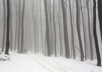 Zima w lesie © Hanna