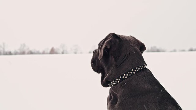 Cane Corso Walking in Heavy Snowstorm