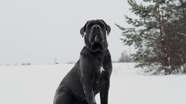 Cane Corso Walking in Heavy Snowstorm