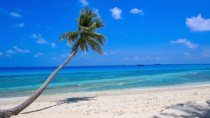 Tropical Beach with Palm trees and Turquoise Sea background