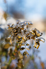 Macro shot of a thin rose branch with green leaves encased in thick transparent ice after a freezing rain storm on a sunny winter day