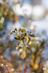 Macro shot of a thin rose branch with green leaves encased in thick transparent ice after a freezing rain storm on a sunny winter day