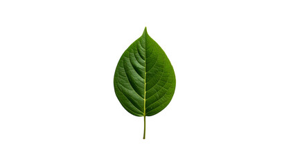 Fototapeta premium A vibrant, detailed overhead shot reveals a healthy green leaf, its intricate veins and smooth texture on stark black background