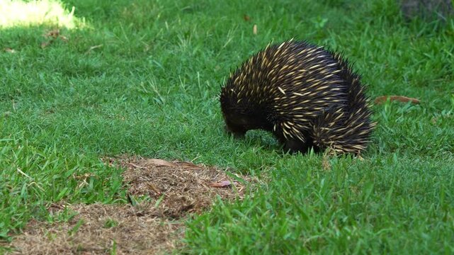 A Short-beaked echidna (tachyglossus aculeatus) covered in sharp spines, waddling and foraging in green grass, close up shot.