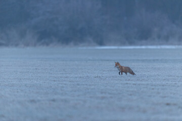 Fuchs im Winter im Morgenlicht