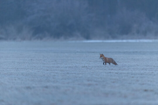 Fuchs im Winter im Morgenlicht