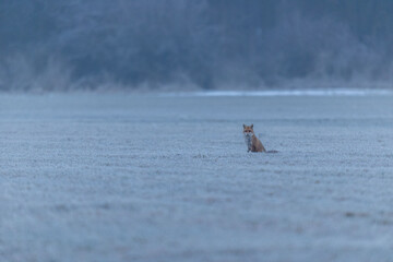Fuchs im Winter im Morgenlicht