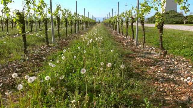 Low-angle tilt-up along rows of grapevines with dandelions blooming in grassy vineyard path.