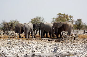 Fototapeta premium Animaux autour d'un point d'eau dans le parc national d'Etosha en Namibie 