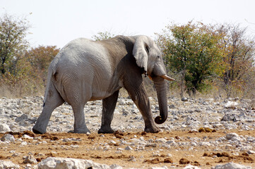 &Eacute;l&eacute;phant dans le parc national d'Etosha en Namibie
