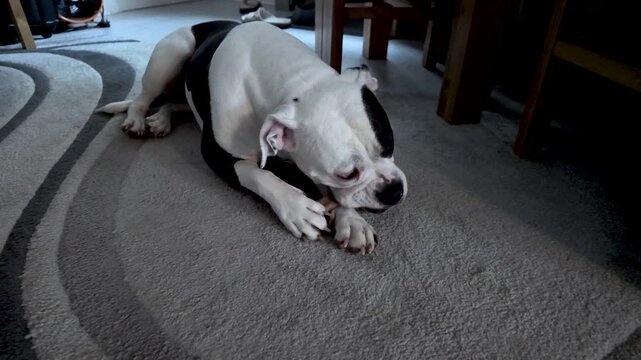American bulldog puppy enjoying chewing a bone while lying on a carpet indoors