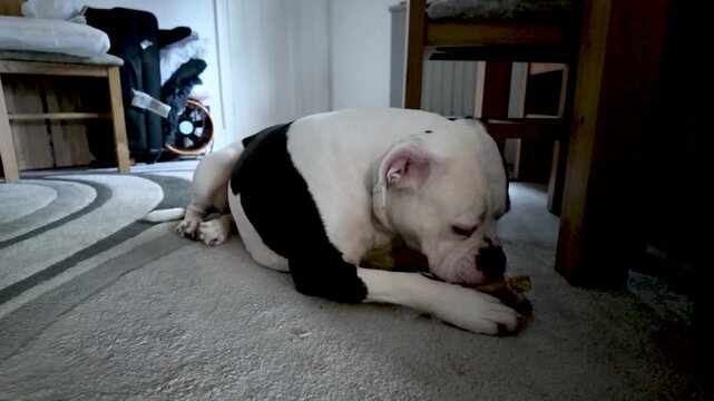 American Bulldog Alapaha Breed Dog Licking Bone Treat While Lying On Carpeted Floor Indoors Pet Animal Chewing Snack Domestic Canine Enjoying Treat.