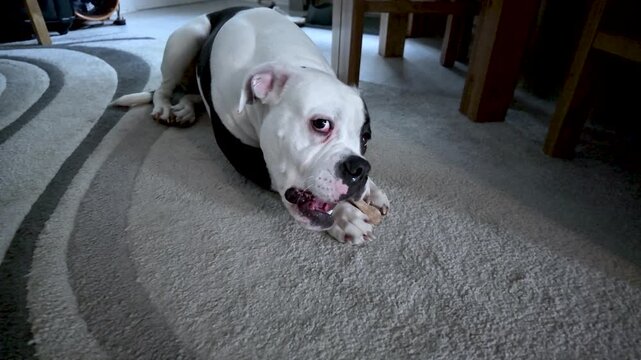 American bulldog puppy enjoying chewing a bone while lying on a carpet indoors. slow motion