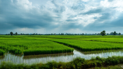 A serene and peaceful landscape of a lush green rice field under a cloudy sky