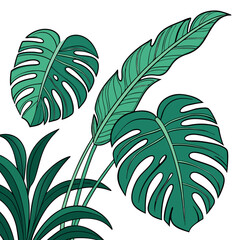 Tropical leaves monstera banana leaves 