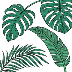 Tropical leaves monstera banana leaves 