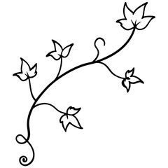 Vine-and-ivy-on-white-background. 