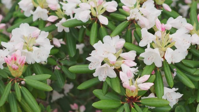 Rhododendrons are a genus of plants in the Heather family