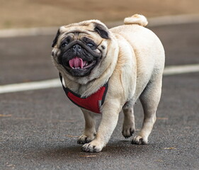Obraz premium A pug with short blond hair and a black muzzle.
