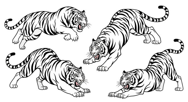 Four dynamic black and white illustrations of tigers in various predatory poses, showcasing their muscular build and fierce expressions.