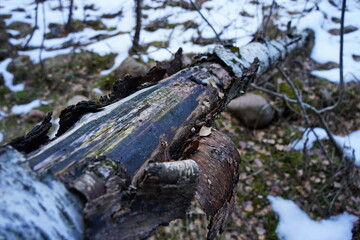 Kaskelen gorge. Ile-Alatau National Nature Park. Mountainous area with different vegetation.