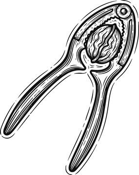 Nutcracker with walnut inside, hand drawn walnut sheller tool for cracking nuts illustration