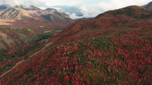 Aerial view of red and green autumn trees covering the mountains under a cloudy sky, Payson, Utah, United States.