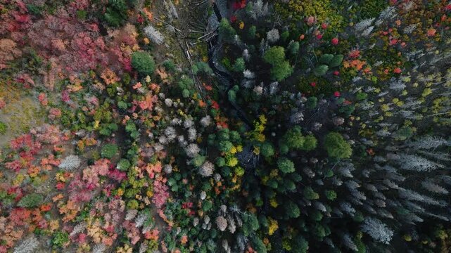 Aerial view of a vibrant forest with colorful trees and a stream cutting through the landscape, Payson, Utah, United States.