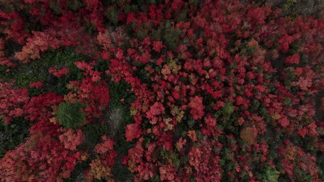 Aerial view of a dense forest with trees displaying vibrant red and green foliage, creating a stunning contrast of colors, Payson, Utah, United States.