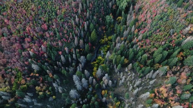 Aerial view of a dense forest with trees displaying vibrant shades of green, red and yellow creating a beautiful autumn landscape, Payson, Utah, United States.