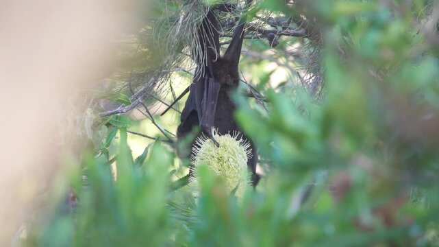Australian Grey-headed Flying-fox hanging upside down eating a banksia flower