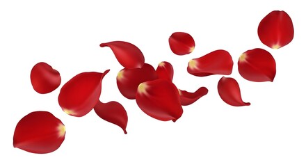 Rose flower set of blooming plant. Garden rose isolated icon of red blossom, petal and bud with green stem and leaf for romantic floral decoration, wedding bouquet and valentine greeting card