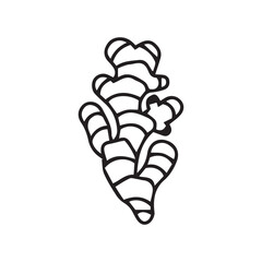 line icon ginger vector illustration. isolated on white background.
