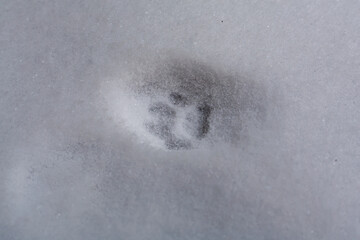 Small cat or animal paw print track in fresh white snow crust close-up in winter