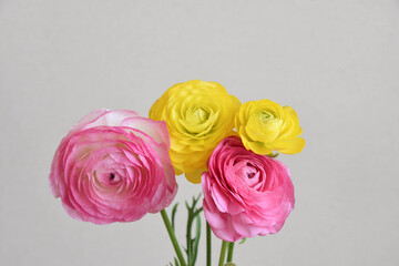 ピンクと黄色のラナンキュラス