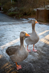 Obraz premium Two greylag geese in the snow. Greylag goose (anser anser) in Kelsey Park, Beckenham, Kent, UK.