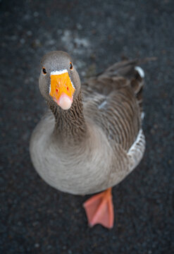 A greylag goose looking up at the viewer. Greylag goose (anser anser) in Kelsey Park, Beckenham, Kent, UK.