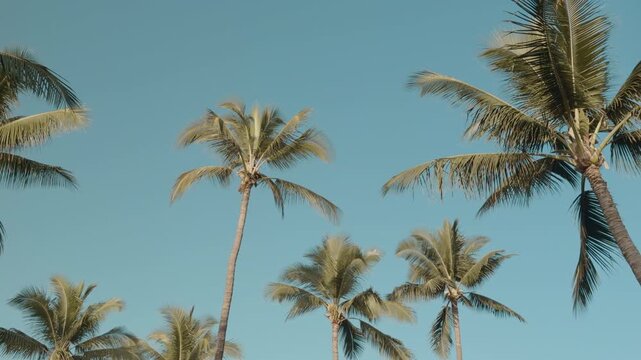 The coconut (Cocos nucifera) is a member of the palm family (Arecaceae). Kihei & Wailea Beach Paths, South Maui, Hawaii. Andaz Maui at Wailea Resort