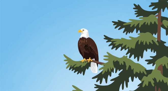 Majestic bald eagle perched on a pine tree branch against a clear blue sky
