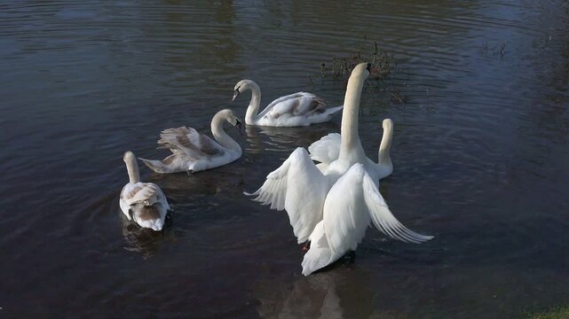Mute Swan (Cygnus olor) family of two adults and three young, one adult flapping its wings to dry them. January, Kent, UK [Slow motion x5]
