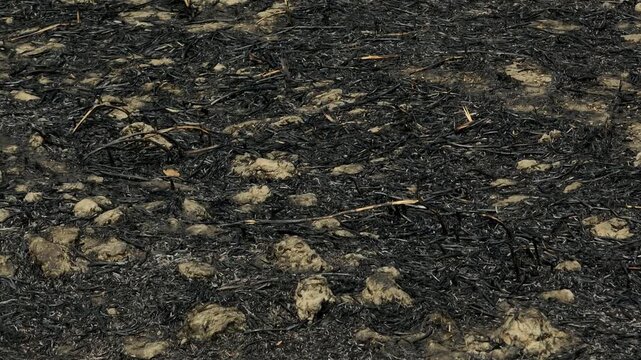 Scorhed Rice Images
