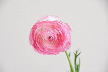 ピンクのラナンキュラス