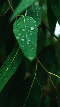 eucalyptus leaves swaying after the rain