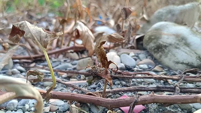 Leaves, rocks, and twigs scattered outdoors. Perfect for naturethemed design projects, environmental educational materials, and outdoor lifestyle content.