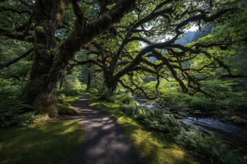 Obraz premium Sun Dappled Forest Path Beside Flowing River with Lush Green Canopy and Gnarled Tree Limbs on a Sunny Day